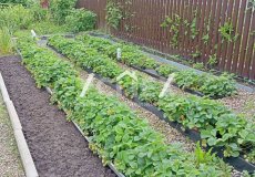 Продажа Дачи СТ Дружба Кольчугинский р-н