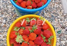 Продажа Дачи СТ Дружба Кольчугинский р-н