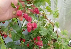 Продажа Дачи СТ Дружба Кольчугинский р-н